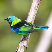 Green-headed Tanager